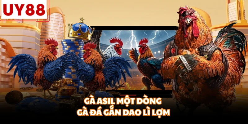 Gà Asil một dòng gà đá gắn dao lì lợm